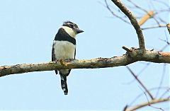 Pied Puffbird